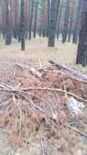 blowjob in the woods, a stranger saw us.