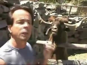 This Is Why You Dont Argue With An Ibex