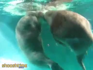 Watch Walrus Figures Out A Way To Suck Himself Off Short Sex Videos - Duration: 01:56 | ePornNEW.