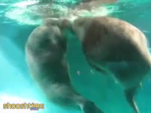Walrus Figures Out A Way To Suck Himself Off