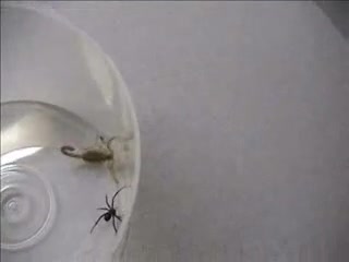 Watch Pinchy The Scorp Vs Miss Widow Short Sex Videos - Duration: 03:48 | ePornNEW.
