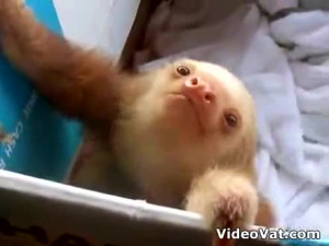 Baby Sloth