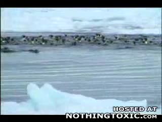 Watch Penguin its whats for diner Short Sex Videos - Duration: 02:07 | ePornNEW.