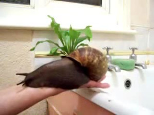 Huge Ass Snail