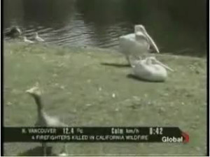 Pelican Eats Penguin