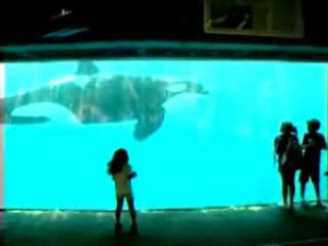 SeaWorld