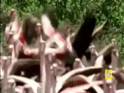 Watch Baboon vs Flamingos Short Sex Videos - Duration: 01:26 | ePornNEW.