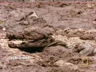 Watch Crocodile Vs Baboon Short Sex Videos - Duration: 01:20 | ePornNEW.