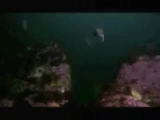 Watch Shark Vs Octopus Short Sex Videos - Duration: 02:00 | ePornNEW.