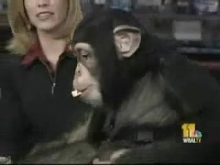 Watch The Stevo Monkey Short Sex Videos - Duration: 03:07 | ePornNEW.