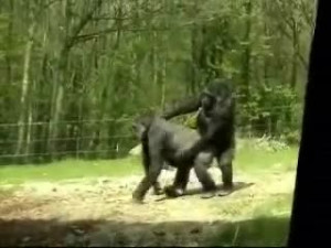 Monkey see monkey do