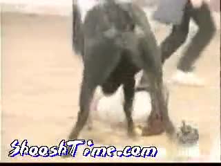 Watch Bull Ownage Short Sex Videos - Duration: 00:32 | ePornNEW.