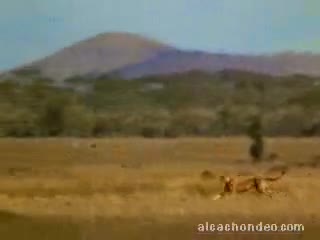 Watch Crazy cheetah... Short Sex Videos - Duration: 00:31 | ePornNEW.