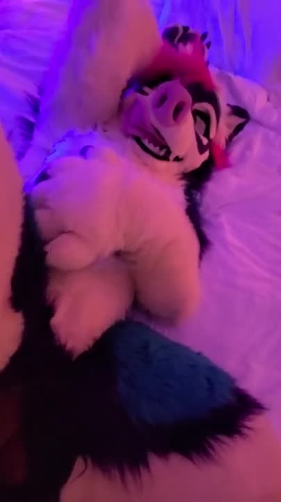 Watch Hyena fursuiter breeds husky pussy Short Sex Videos - Duration: 00:34 | ePornNEW.